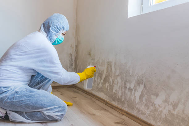 Licensed Basement Mold Removal service in Midland, PA - WQB Mold Removal