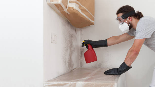 Professional Basement Mold Removal technician working in Midland, PA