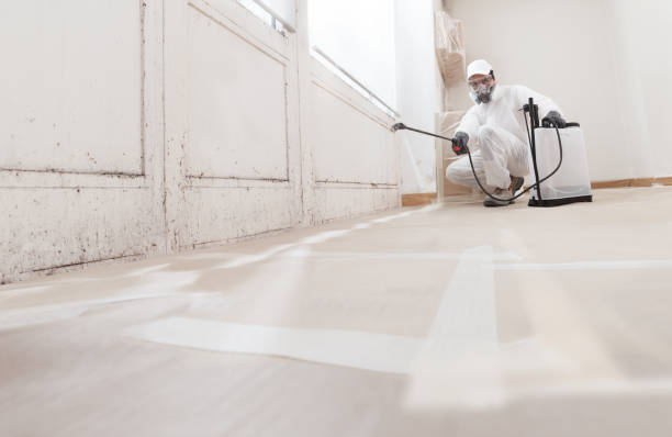 24/7 Emergency Basement Mold Removal experts in Midland, PA