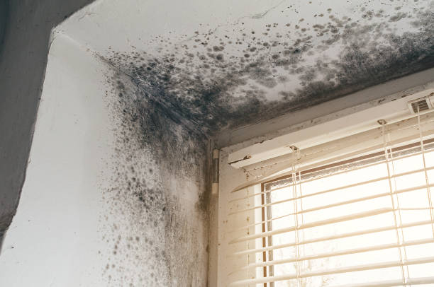 Affordable Basement Mold Removal solutions in Midland, PA