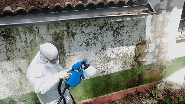 Top rated local Basement Mold Removal specialists in Midland, PA